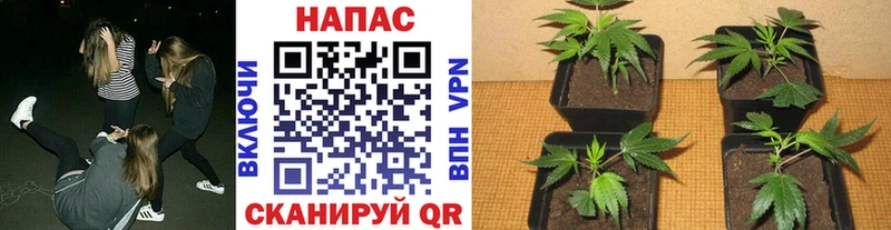 МАРИХУАНА Ganja  ОМГ ОМГ как войти  Кандалакша  купить  цена 